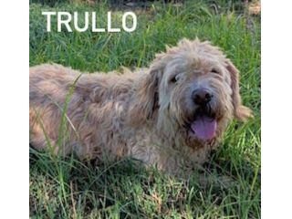 Trullo lagotto