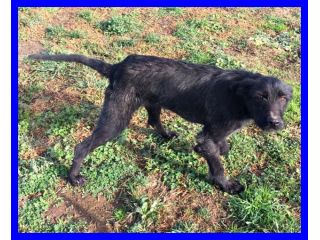 SMILZO, TENERO CAGNOLINO CERCA CASA