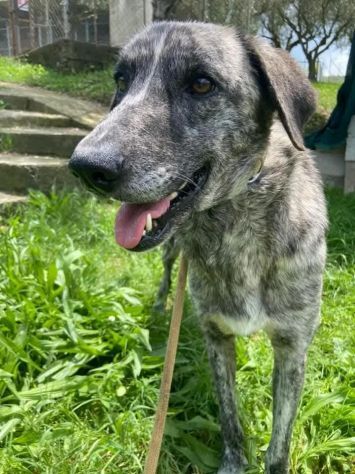 Bellissima Tea cagnolina in adozione - Foto 7