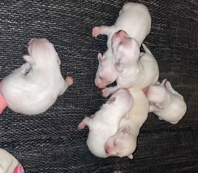 piccoli di maltese