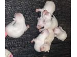 piccoli di maltese