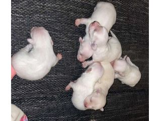 piccoli di maltese