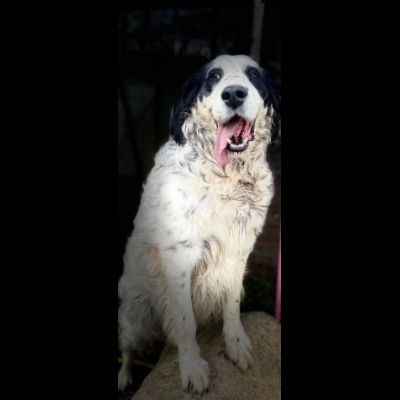 CEDRIC, SETTER INGLESE,  UNA MERAVIGLIA CHE CERCA CASA, CANE IN ADOZIONE - Foto 2