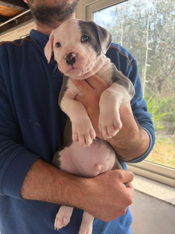Cuccioli pitbull - Foto 5