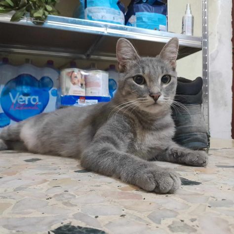 dolce elvis in regalo - Foto 4