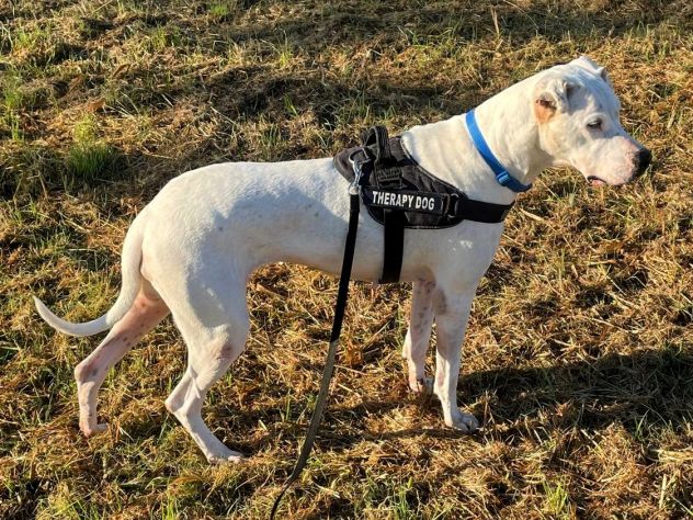 LOLA DOGO ARGENTINO - Foto 4