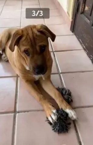 Simil Sharpei 5anni color miele presto sola prov PALERMO - Foto 3