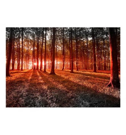 Fotomurale Adesivo Nella Foresta Rossa Arredalacasa - Foto 2
