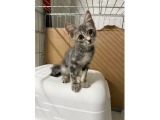 PRINCIPE - gattino di 2 mesi