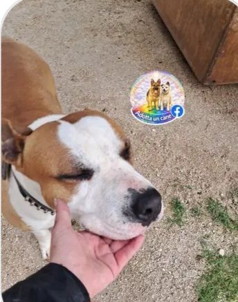 Amstaff 5anni bellissimo DAL LETTO AL BOX! CASERTA - Foto 4