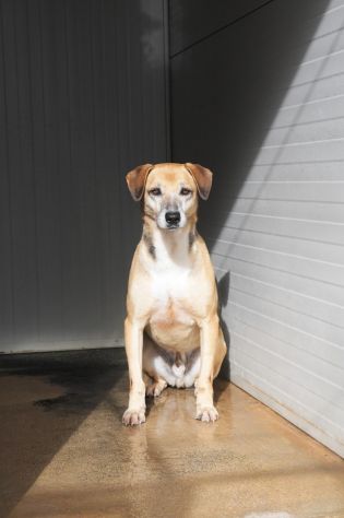 Lio entrato in canile da cucciolo - Foto 4
