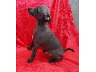 Dispone di Levriero Italiano cuccioli