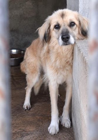 MINNIE 8 ANNI taglia media