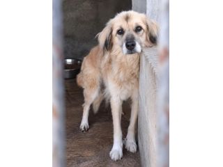 MINNIE 8 ANNI taglia media