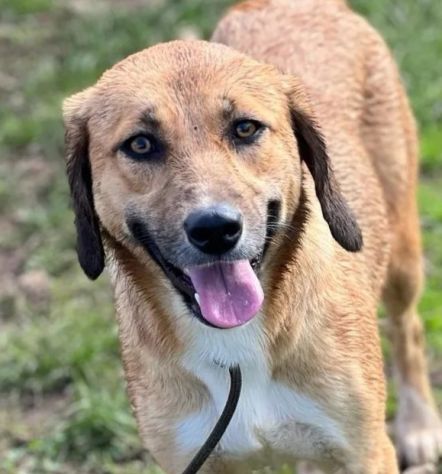 GIOVANE CAGNOLINA IN ADOZIONE, TAGLIA MEDIO PICCOLA