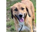 GIOVANE CAGNOLINA IN ADOZIONE, TAGLIA MEDIO PICCOLA
