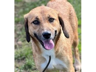 GIOVANE CAGNOLINA IN ADOZIONE, TAGLIA MEDIO PICCOLA