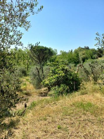 Terreno agricolo in vendita a Peccioli 21000 mq Rif: 1408228 - Foto 3