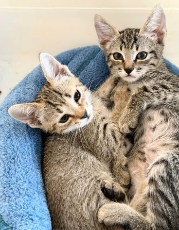 Adorabili gattini in adozione! - Foto 5