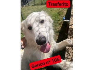 GERICO
