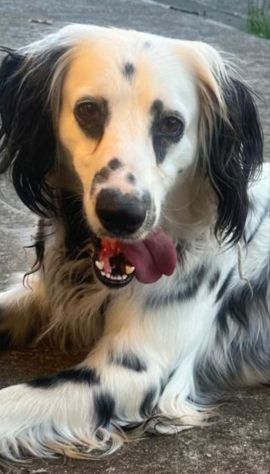 TEX DOLCISSIMO CANE IN ADOZIONE