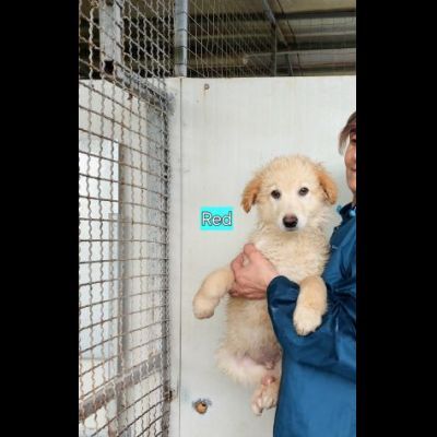 CUCCIOLI IN ADOZIONE - Foto 6