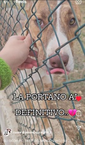 LO SGUARDO DI MACCHIA, GIOVANE CAGNOLINA IN ADOZIONE - Foto 5