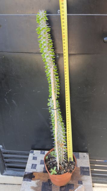 Cactus Caudex Bonsai - Alluaudia Procera - RARA!