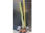 Cactus Caudex Bonsai -  Alluaudia Procera - RARA!