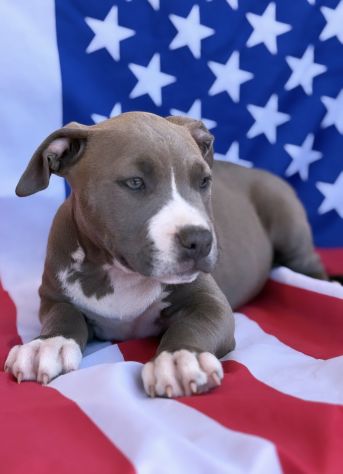 Amstaff cuccioli Blu - Foto 2