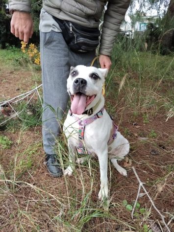 Shila Meravigliosa simil amstaff - Foto 5