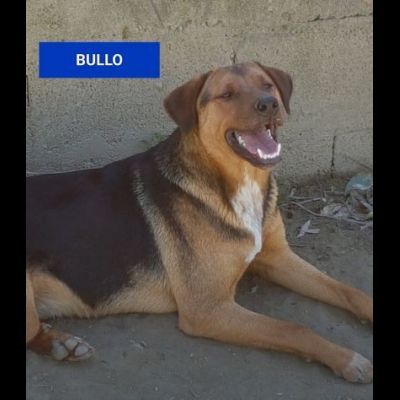 BULLO CONCENTRATO DI TENEREZZA, CANE IN ADOZIONE - Foto 4