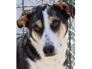 TERRY 6 ANNI 15 KG