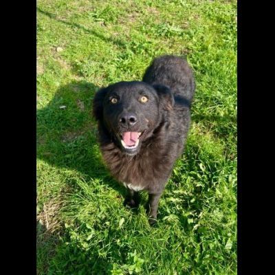 ADOTTA L' ALLEGRIA CAGNOLINO IN ADOZIONE - Foto 7