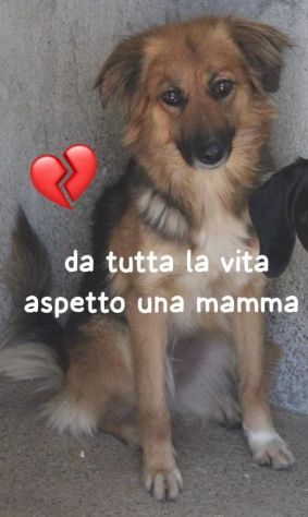 FRECCIA 4 ANNI 12 kg circa