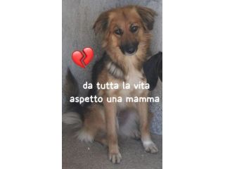 FRECCIA 4 ANNI 12 kg circa