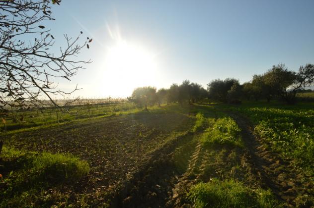 Seminativo in vendita a Grosseto - Foto 3