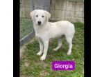 GIORGIA e GIGIA adorabili cucciole in adozione