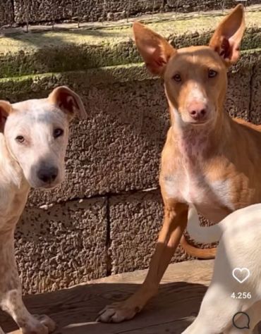 MAMMA MEDEA E CUCCIOLI BIAGIO ED ARIANNA: in adozione. - Foto 10