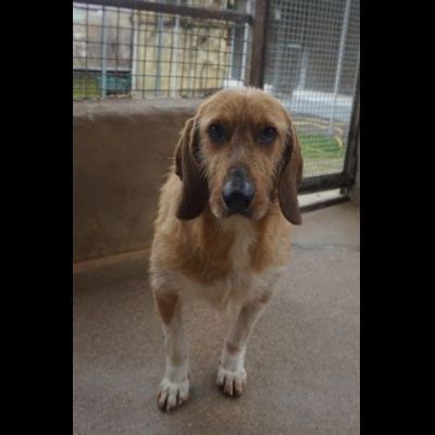 CHESTER SIMIL SPINOCINO CANE IN ADOZIONE TG MEDIO CONTENUTA