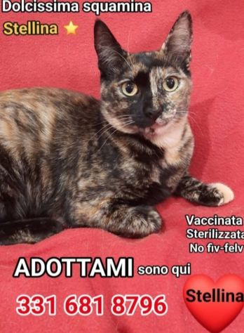 Micina squamina e sorella nera 1anno.ROMA