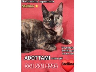 Micina squamina e sorella nera 1anno.ROMA