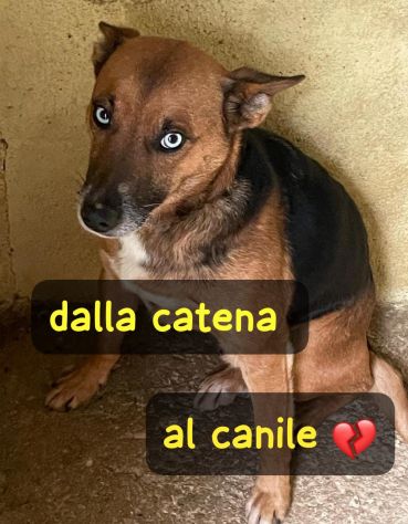 SKY 4 ANNI 15 KG taglia media piccola