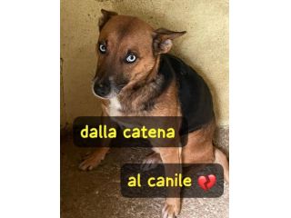 SKY 4 ANNI 15 KG taglia media piccola