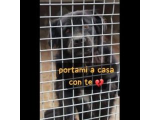 BLACKY TANTO BUONO, CANE IN ADOZIONE