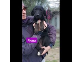 CUCCIOLI IN ADOZIONE