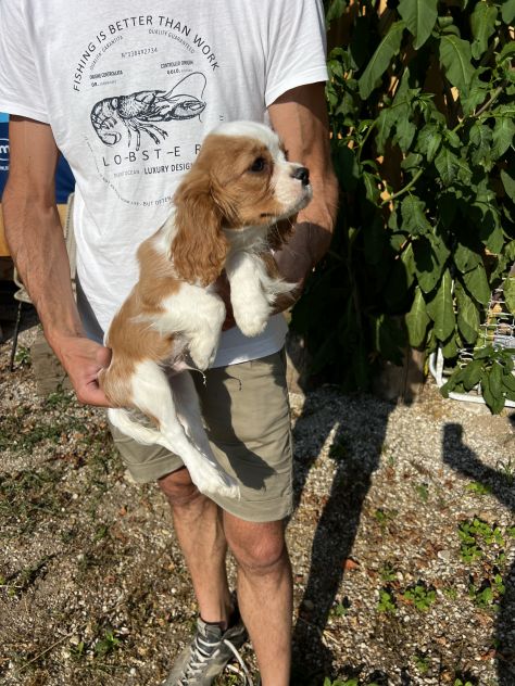 Cucciolo Maschietto Cavalier King Charles Spaniel