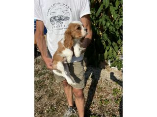 Cucciolo Maschietto Cavalier King Charles Spaniel
