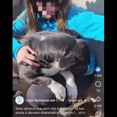 SILVESTRO DESIDERIO DI CAREZZE CANE IN ADOZIONE - Foto 5