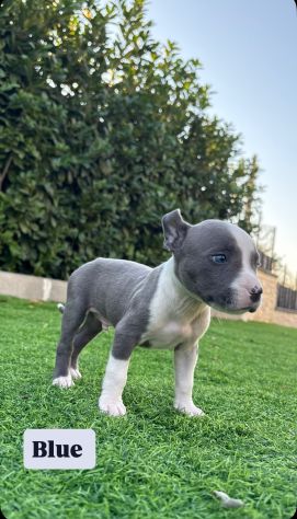 Cuccioli Amstaff - Foto 6
